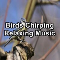 Birds Chirping Relaxing Music