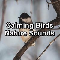 Calming Birds Nature Sounds