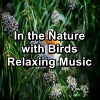 In the Nature with Birds Relaxing Music