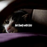 Get Comfy with Cats