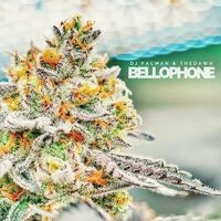 Bellophone