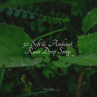 50 Soft & Ambient Rain Drop Songs