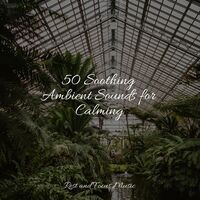 50 Soothing Ambient Sounds for Calming