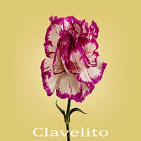 Clavelito