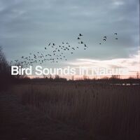 Bird Sounds In Nature