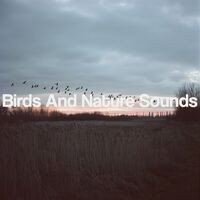 Birds And Nature Sounds