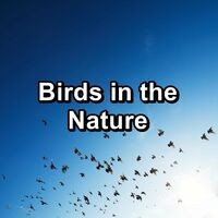 Birds in the Nature