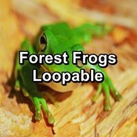 Forest Frogs Loopable