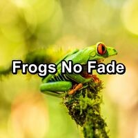 Frogs No Fade