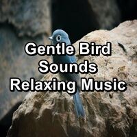 Gentle Bird Sounds Relaxing Music