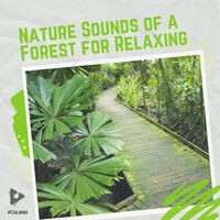 Nature Sounds of a Forest for Relaxing