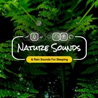 Nature Sounds & Rain Sounds For Sleeping