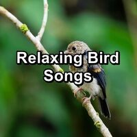 Relaxing Bird Songs