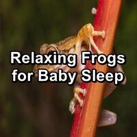 Relaxing Frogs for Baby Sleep