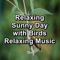 Relaxing Sunny Day with Birds Relaxing Music