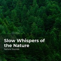 Slow Whispers of the Nature