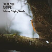 Sounds of Nature: Relaxing Chirping Sounds