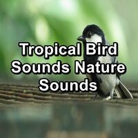 Tropical Bird Sounds Nature Sounds