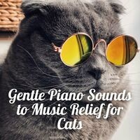 Gentle Piano Sounds to Music Relief for Cats