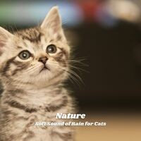 Nature: Soft Sound of Rain for Cats