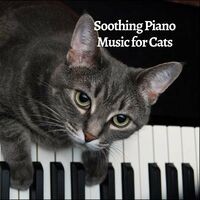 Soothing Piano Music for Cats