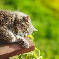 Catnap Nature's Haven: Relaxing Ambient Sounds for Restful Sleep for Cats