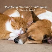 Purrfectly Soothing White Noise: Pet Peaceful Sounds