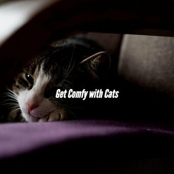 Get Comfy with Cats