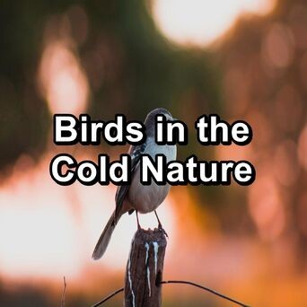Birds in the Cold Nature