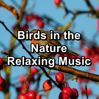 Birds in the Nature Relaxing Music