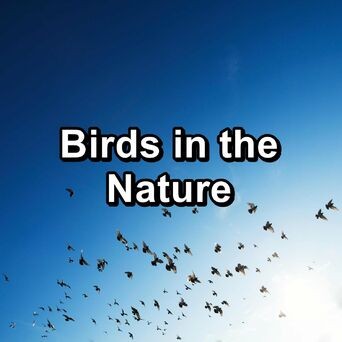 Birds in the Nature