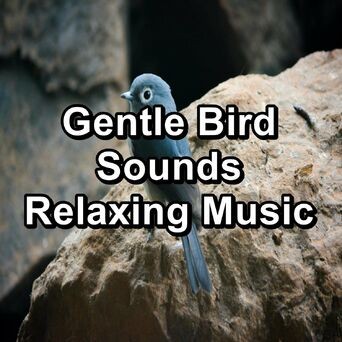 Gentle Bird Sounds Relaxing Music