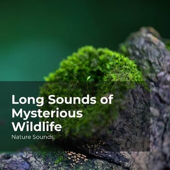 Long Sounds of Mysterious Wildlife