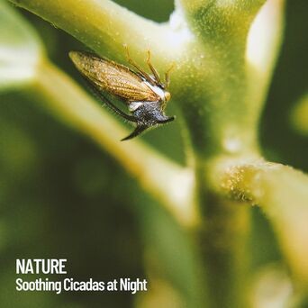 Nature: Soothing Cicadas at Night