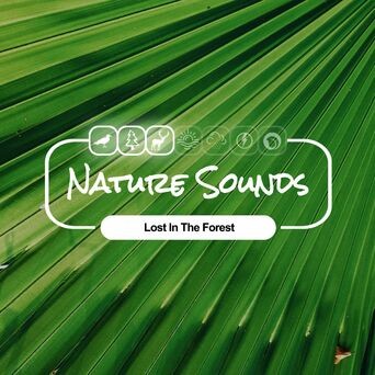Nature Sounds Lost In The Forest