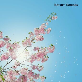 Nature Sounds Sleep Music, Session 6