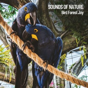 Sounds of Nature: Bird Forest Joy