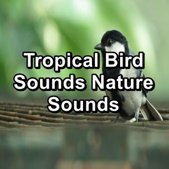 Tropical Bird Sounds Nature Sounds