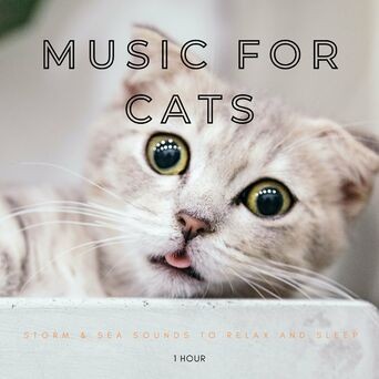 Music For Cats: Storm & Sea Sounds To Relax And Sleep - 1 Hour