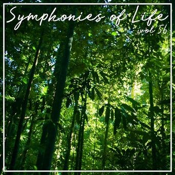 Symphonies of Life, Vol. 56 - Busoni: Turandot