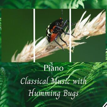 Piano: Classical Music with Humming Bugs